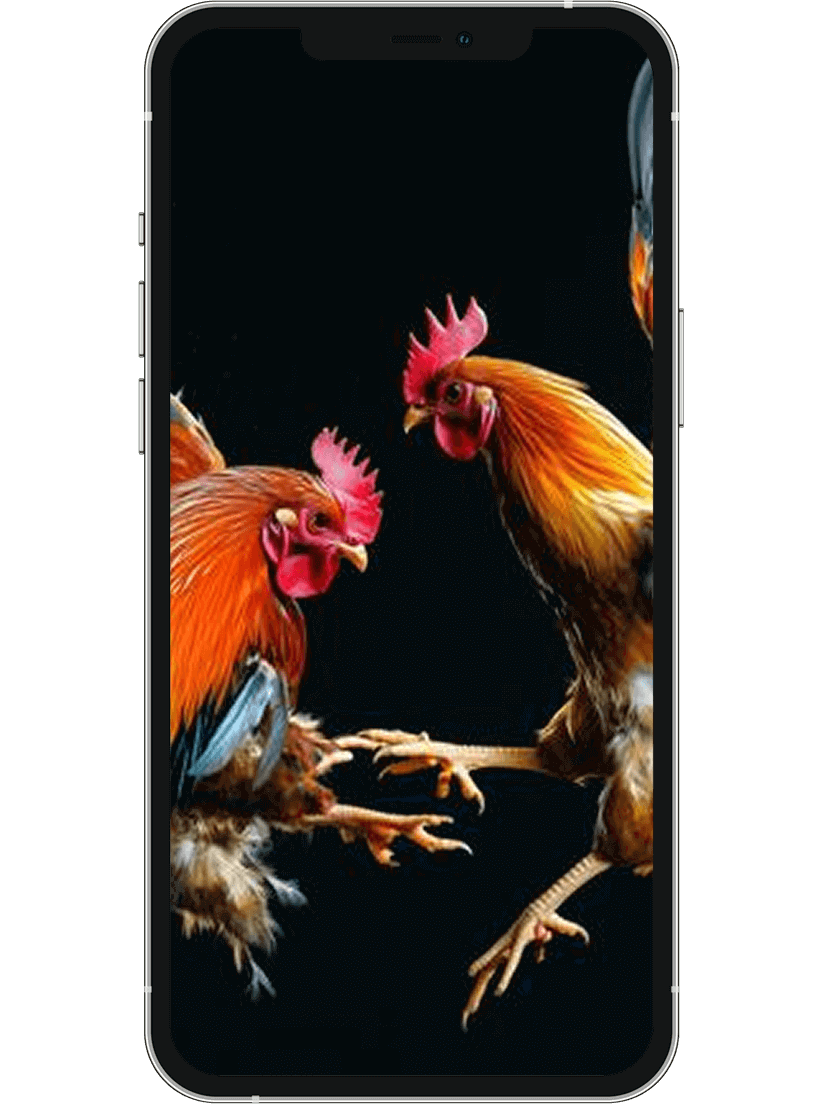 bj66-img-text-sec-2img